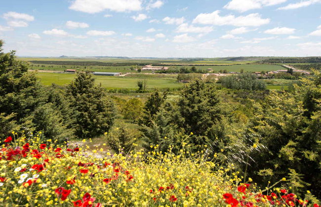 Visita guiada por la finca de Matallana - Foto 2