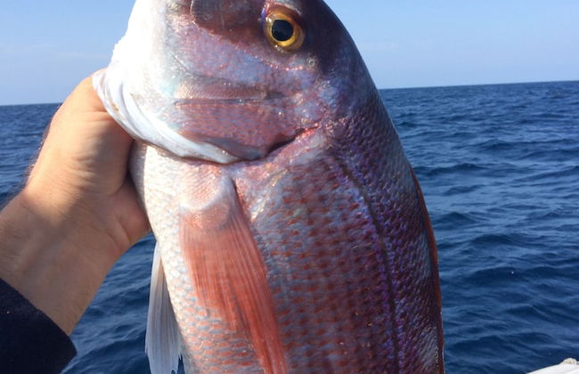 Gorgonia Apartments - Foto 29