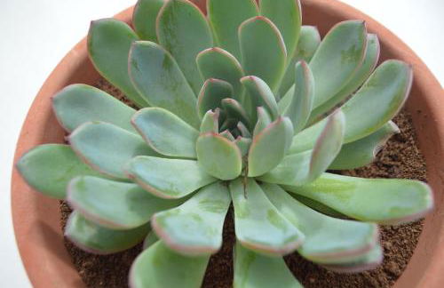 Casa Cabrera - 2 apartamentos con vistas al mar - Foto 18