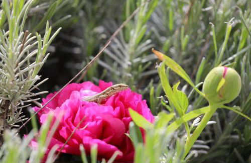 Gite montgolfiere - Foto 14