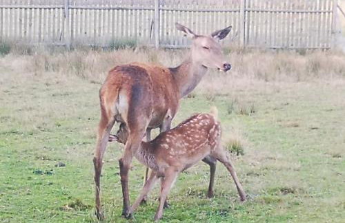 Noclegi Święta Katarzyna ,, Pod Jeleniami "prawdziwymi - Foto 36