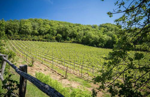 Le Cetinelle B&B - Foto 62