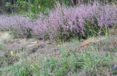 Augustówka - letnisko na Wrzosowiskach - Foto 45