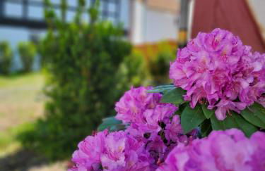 Pension Kostera - Foto 17