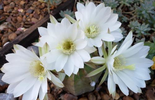 Yolanda Family House - Foto 34