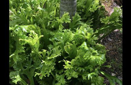 Private and Secluded Studio in Little Havana - 6V - Foto 17