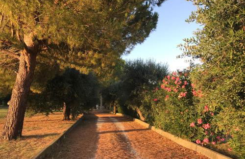 Adamasseria - Foto 58