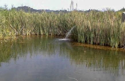 Aroggia Farm - Foto 72