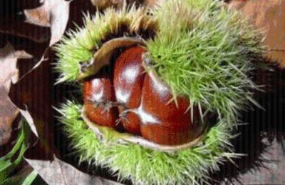 Casa Rural Amparo - Foto 29