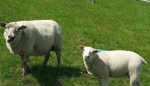 Ferienwohnung Friesenhaus - Photo 4