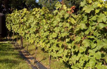 Dom Wakacyjny Quattro Niesulice - Foto 55