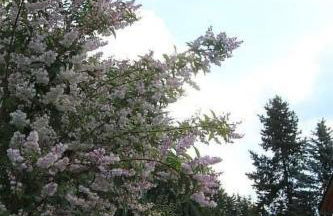 Holiday Home Männel by Interhome - Foto 34