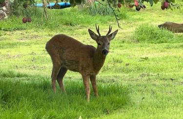 Cornwall Woodland Shepherd's Hut with Hot Tub - Deirdres Hut - Foto 14