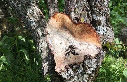 NIMA Navacerrada - Foto 39