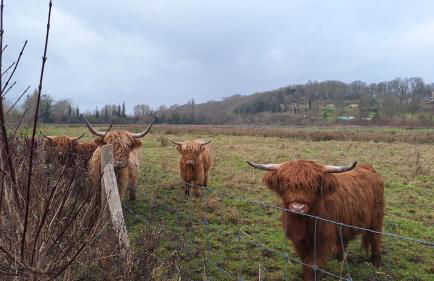 Les cigognes gites de la reserve - Foto 27