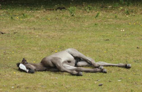 Avondale New Forest - Foto 26