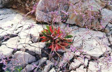 Apartman studio Dino Klimno - Foto 13