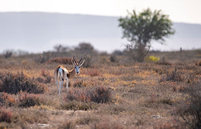 L'Ermitage Quagga Lodge - Photo 43
