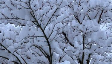 Treeside woodhouse - Photo 4