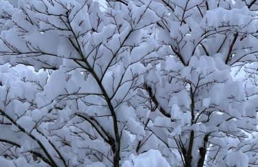 Treeside woodhouse - Foto 4