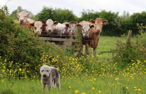 Tranquil and cosy cottage on the Somerset Levels - Photo 21