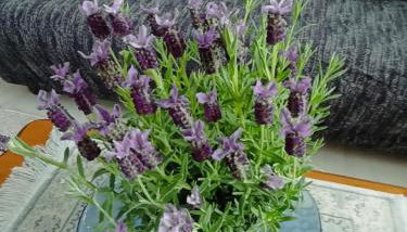 La casa sul poggio - Foto 5