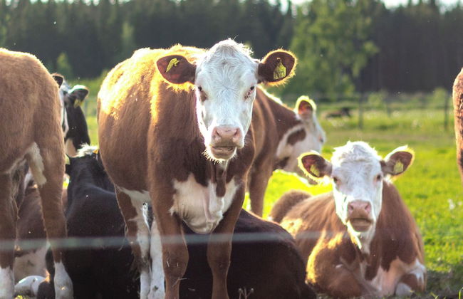 Mickels bondgårdsglamping - Foto 18