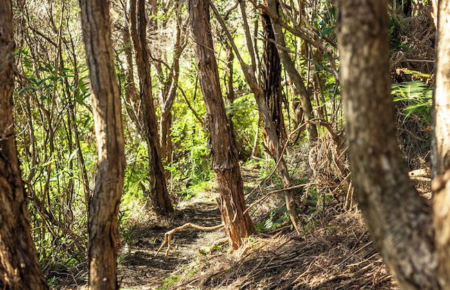 Kaitiaki Lodge - Pool & hot tub - Foto 44