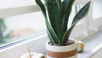 Weideblick, traumhaft wohnen im Schwarzwald - Foto 3