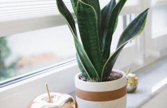 Weideblick, traumhaft wohnen im Schwarzwald - Foto 3