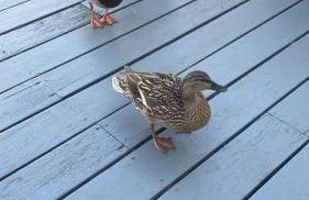 The Lakehouse on Windrush - Foto 30