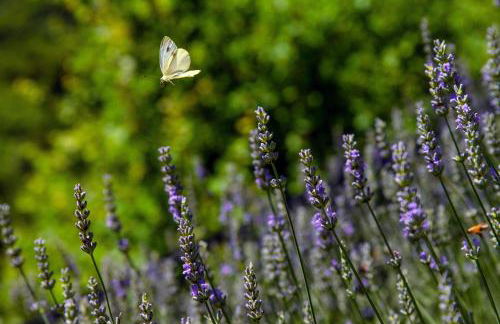 Villa Casasco - by MyHomeInComo - Photo 7