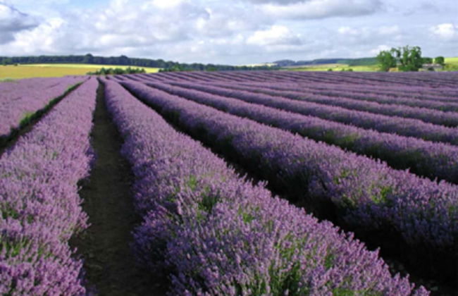 Stunning Cotswold Cottage in Snowshill Broughwood - Foto 32