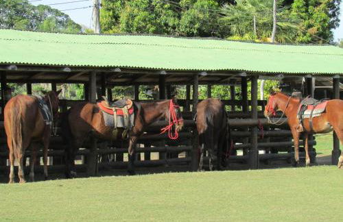 Pousada São João - Estrada Parque Pantanal - Photo 54