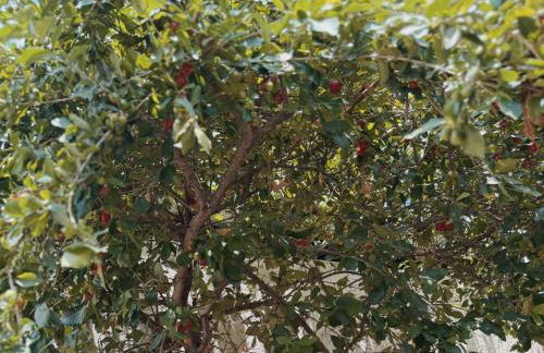 Casa Acerola - Vila de São Jorge - Foto 41