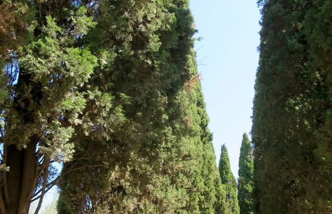 Il Podere del Lago - Foto 18