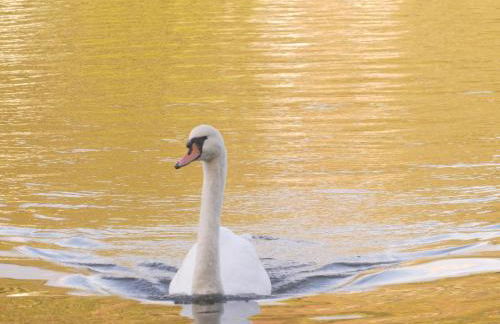 Hausboot Moselrose in Pölich - Foto 32