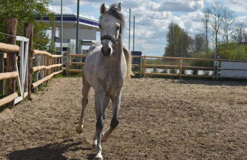 Idylle auf dem Reiterhof bei Husum - Foto 35