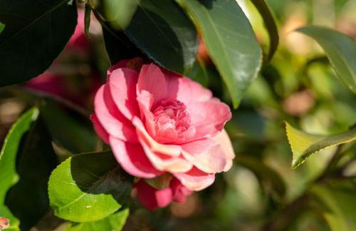 Maloca' Robretières - Photo 23