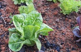 Casa Lua e Flor - Foto 28