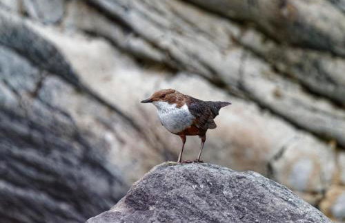 Gite de charme 3 étoiles - Foto 17