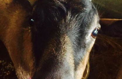 Le mur des beaunes - Photo 44