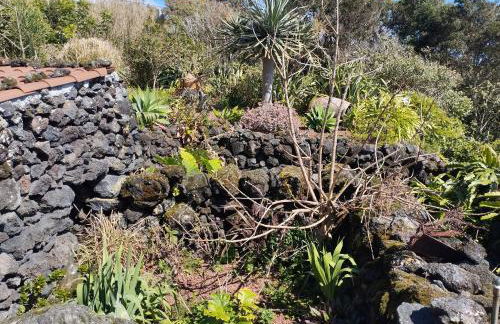 Lobo do Mar - Photo 36