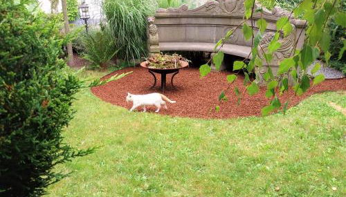 Ferienwohnung Anno1898 Zittau - Foto 3, Garden view