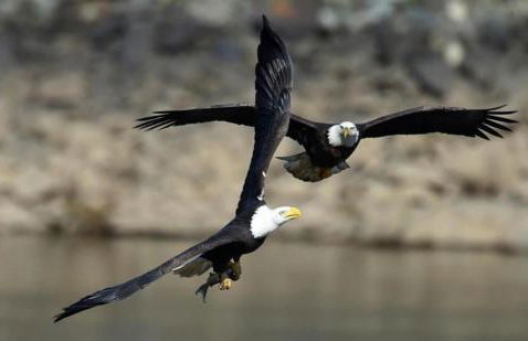 New Intown Waterfront Townhome wPool & Location - Foto 50