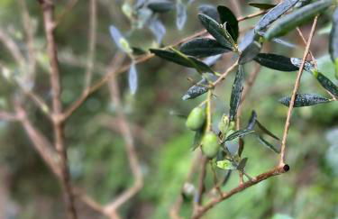 Casa Alamanda - Foto 27