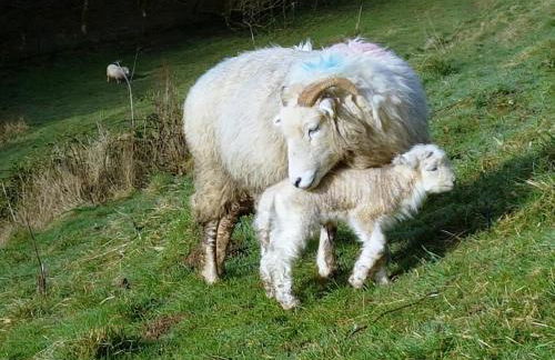 Stunning location in the centre of Exmoor - Foto 19