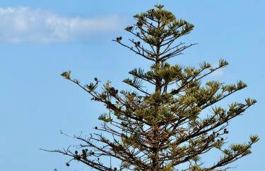 Sounds of the Sea - Foto 11