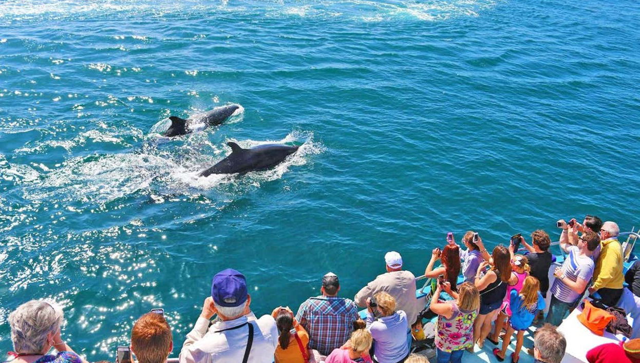 Admirez les dauphins