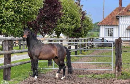 Gîte dans un petit haras - Foto 58